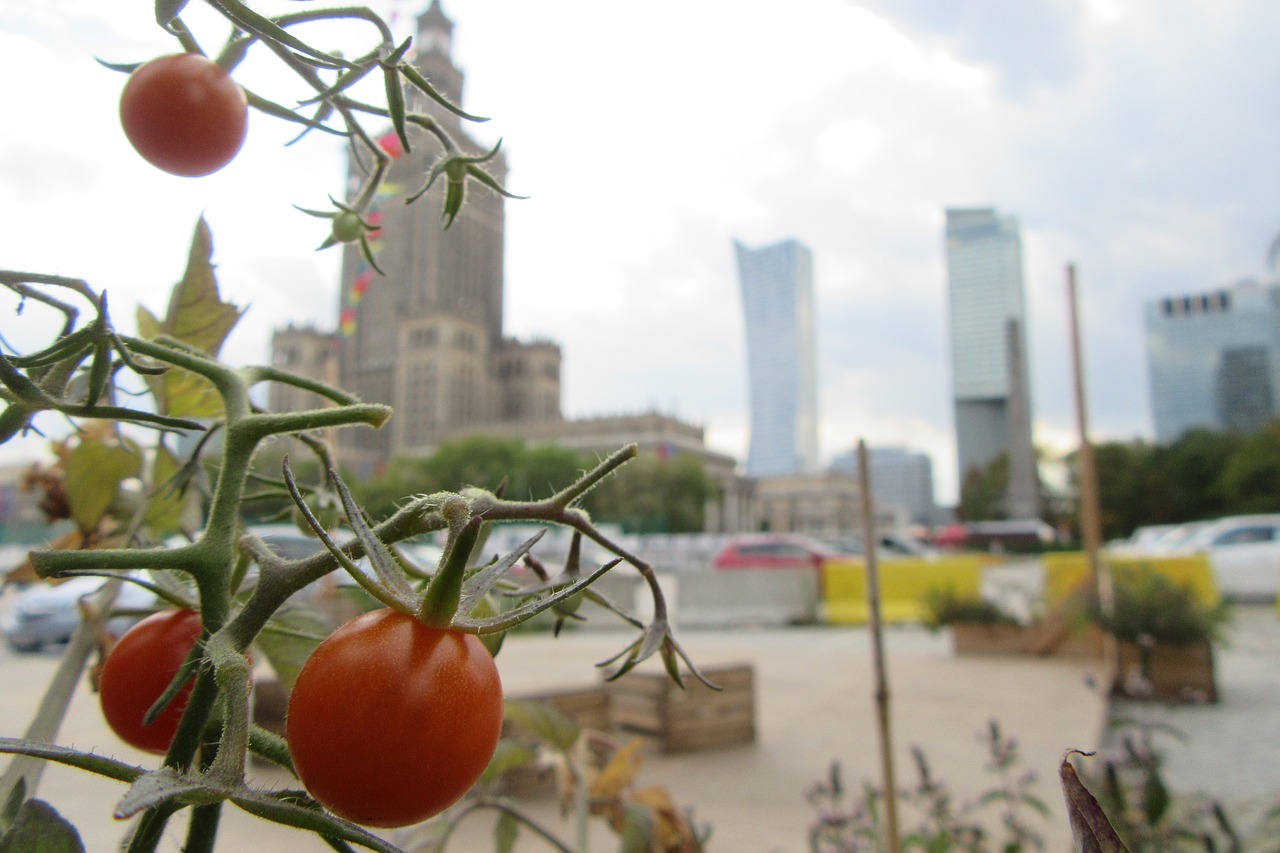 tomato warsaw composition free photo