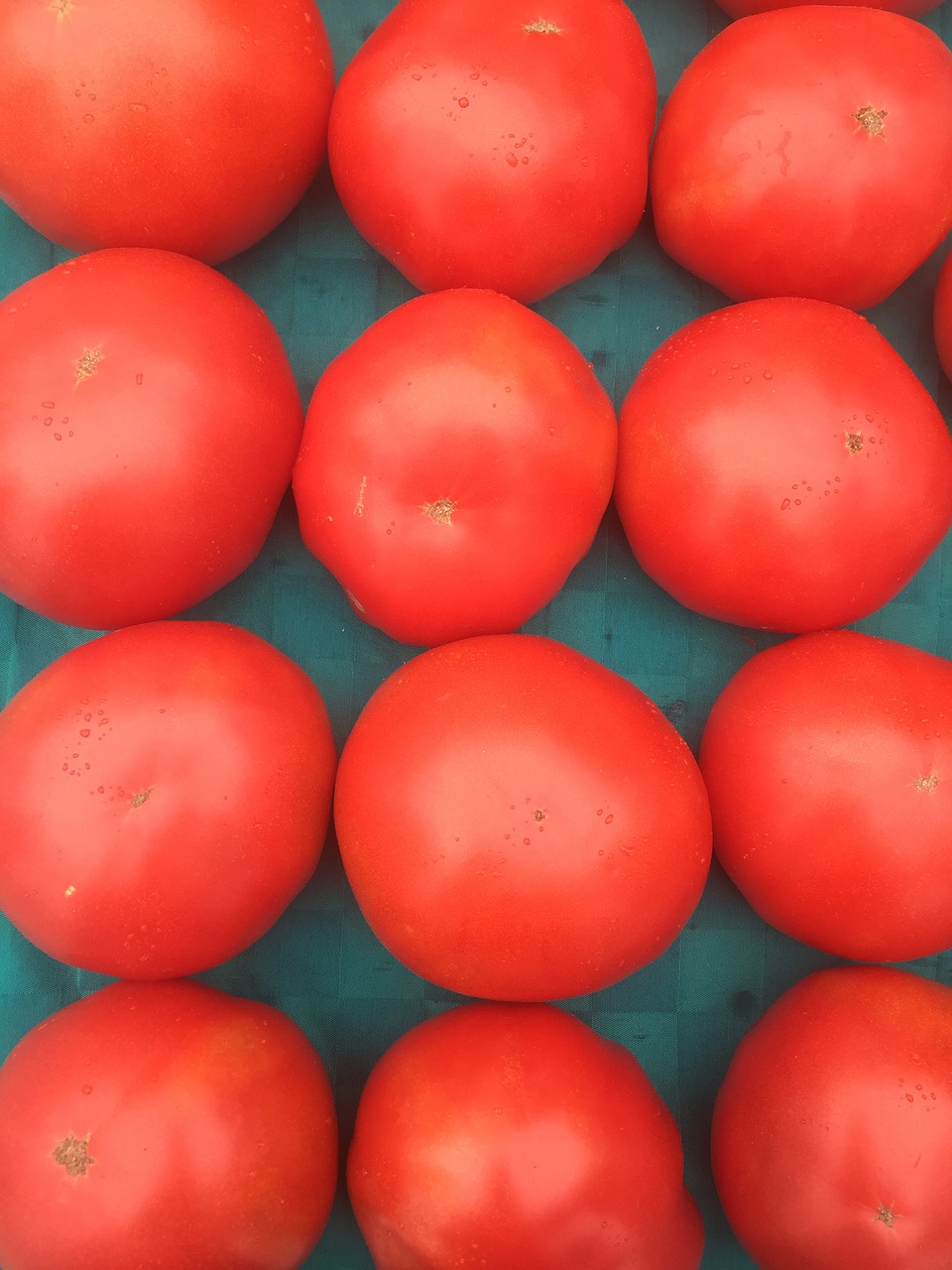 tomato tomatoes fresh free photo
