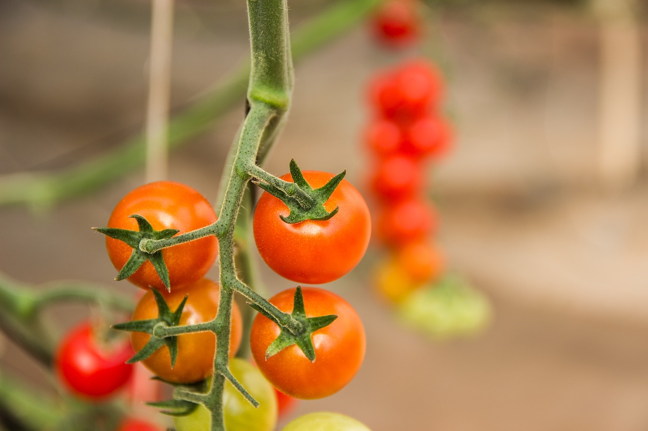 tomato vegetables ingredient free photo