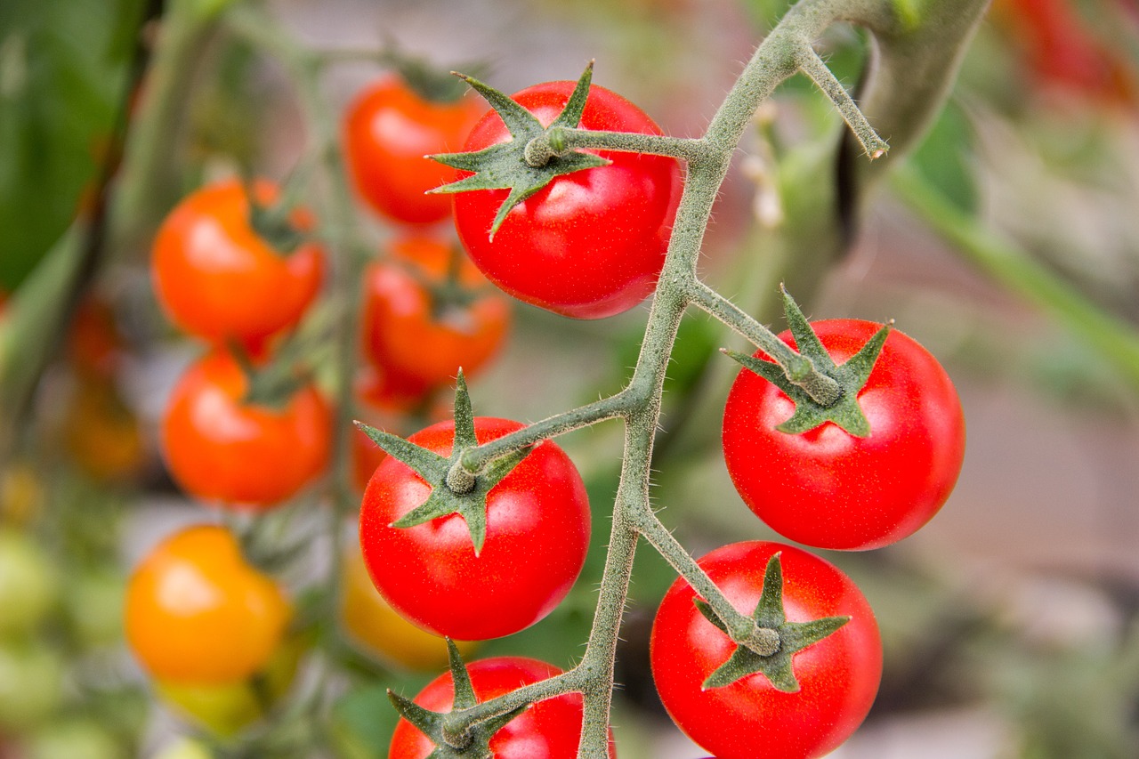 tomato vegetables ingredient free photo