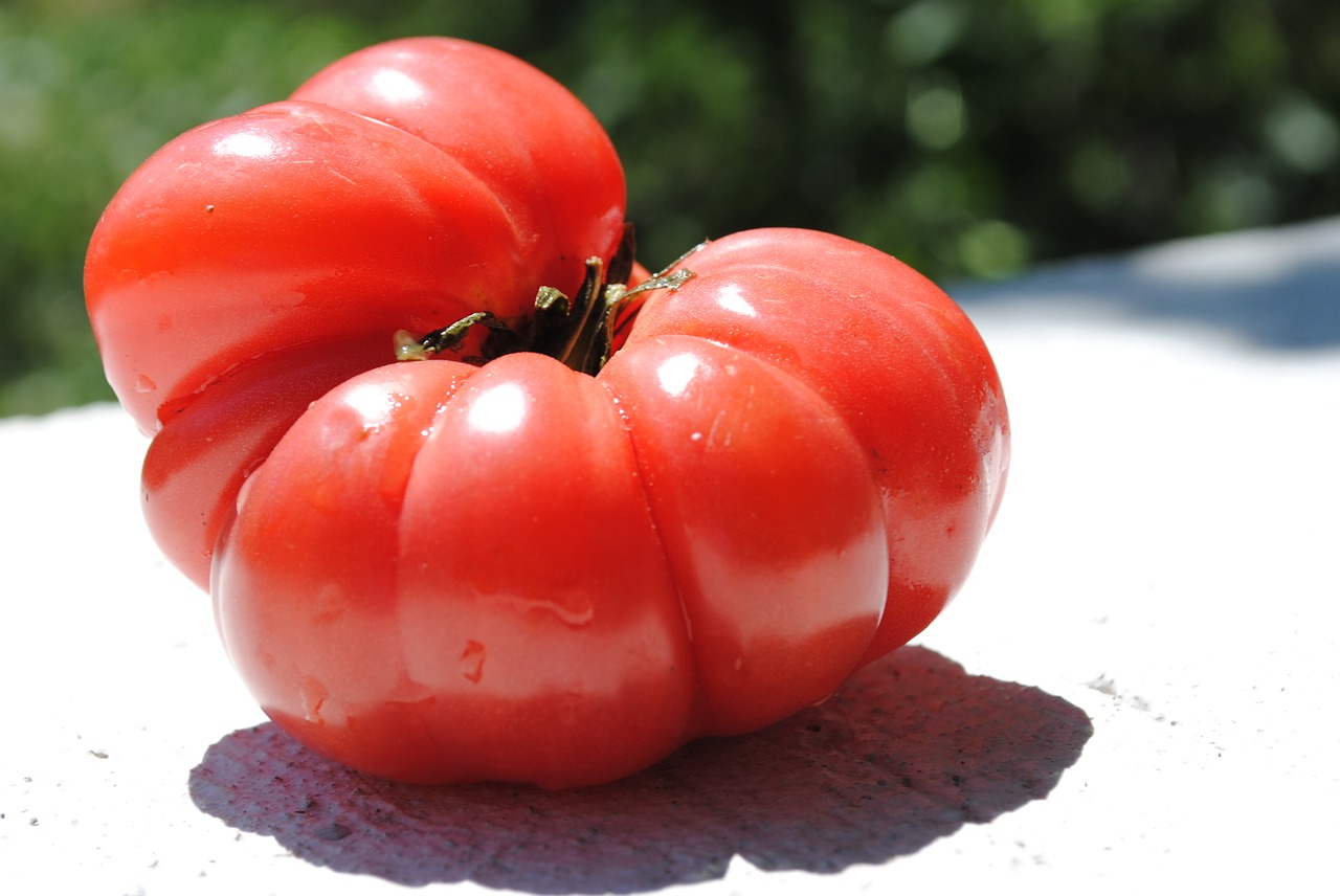 tomato vegetable greenhouse free photo