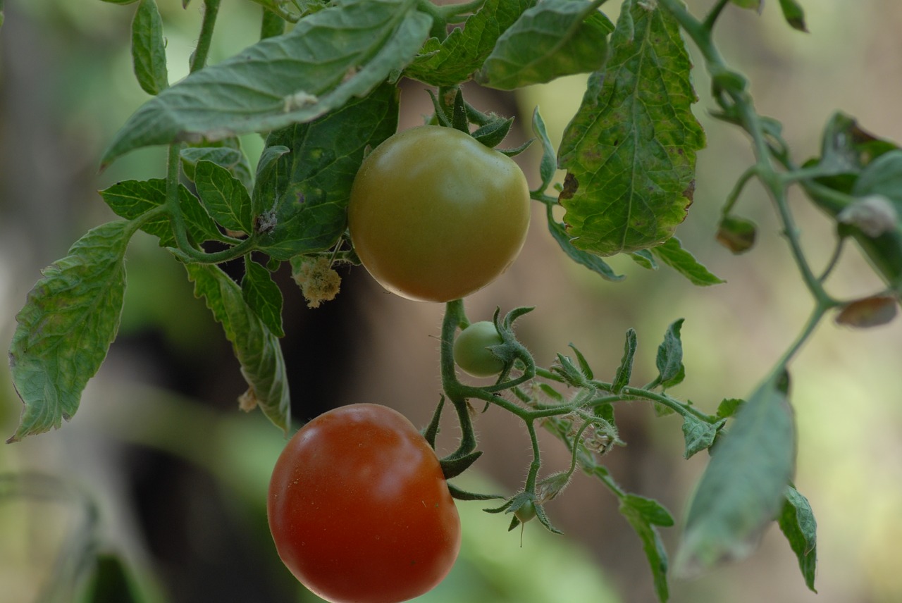 tomato agriculture food free photo