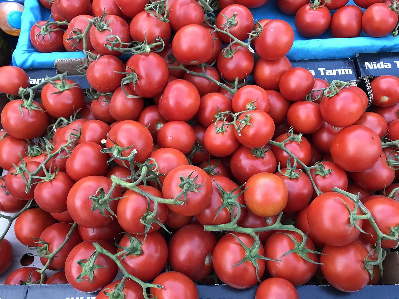 tomato tomatoes vegetables free photo