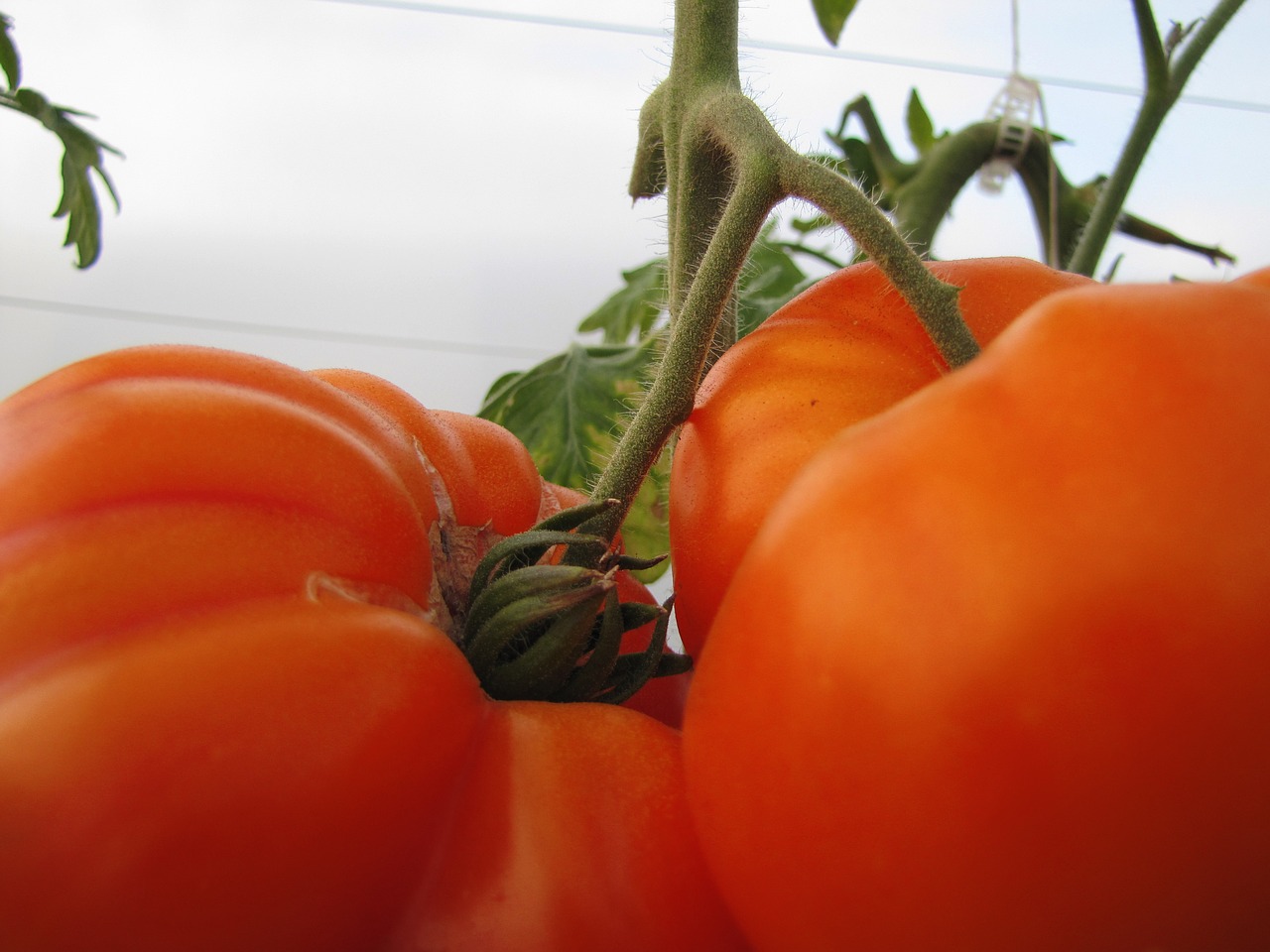 tomato red vegetable free photo