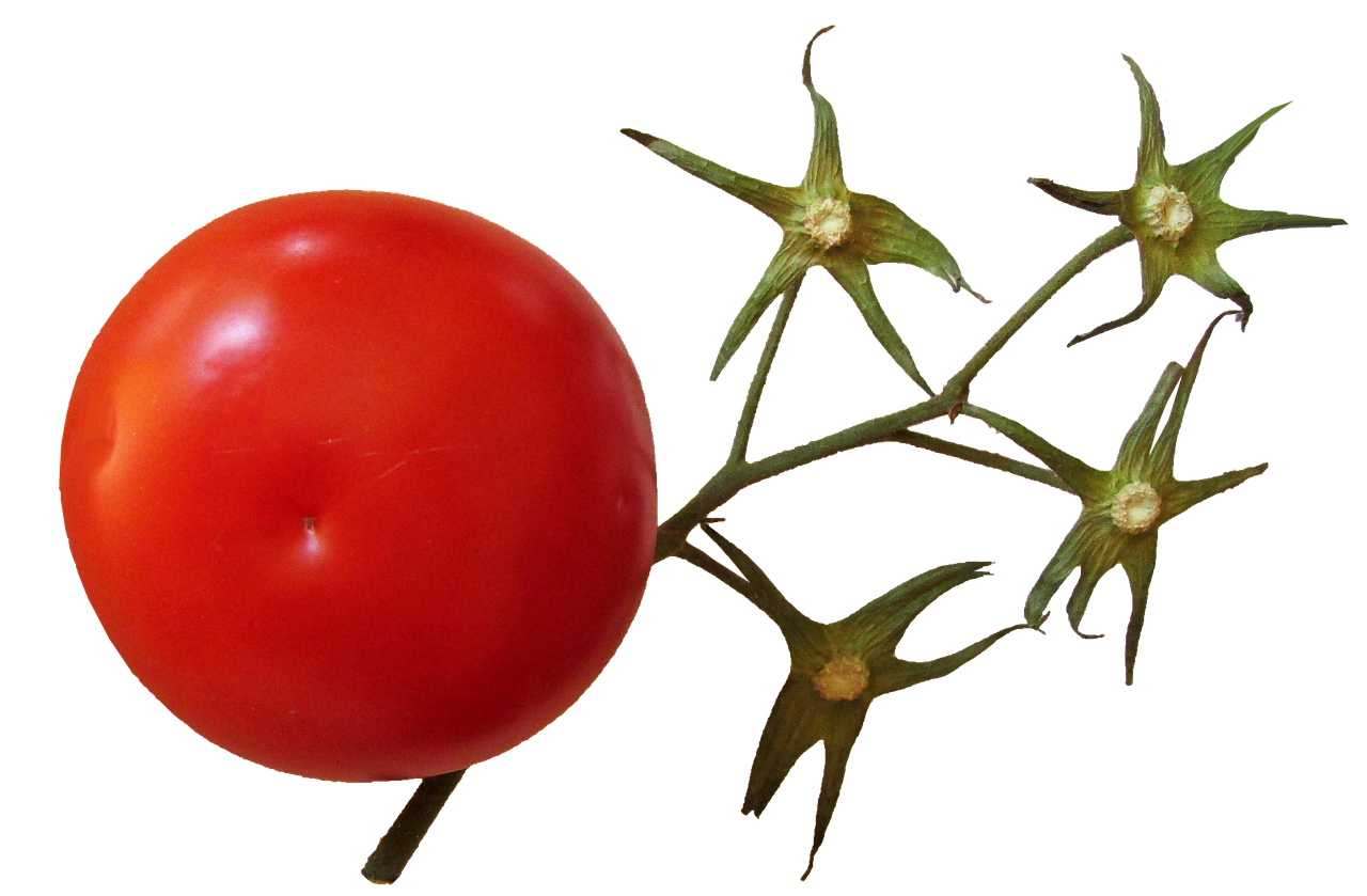tomato stem food free photo
