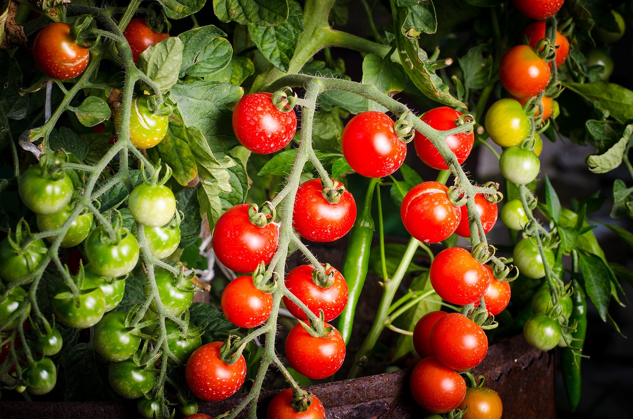 tomato green vegetable free photo