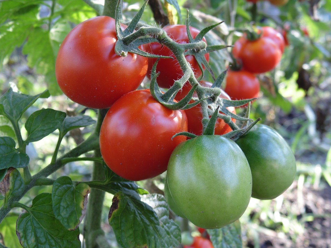 tomato harvest brush free photo