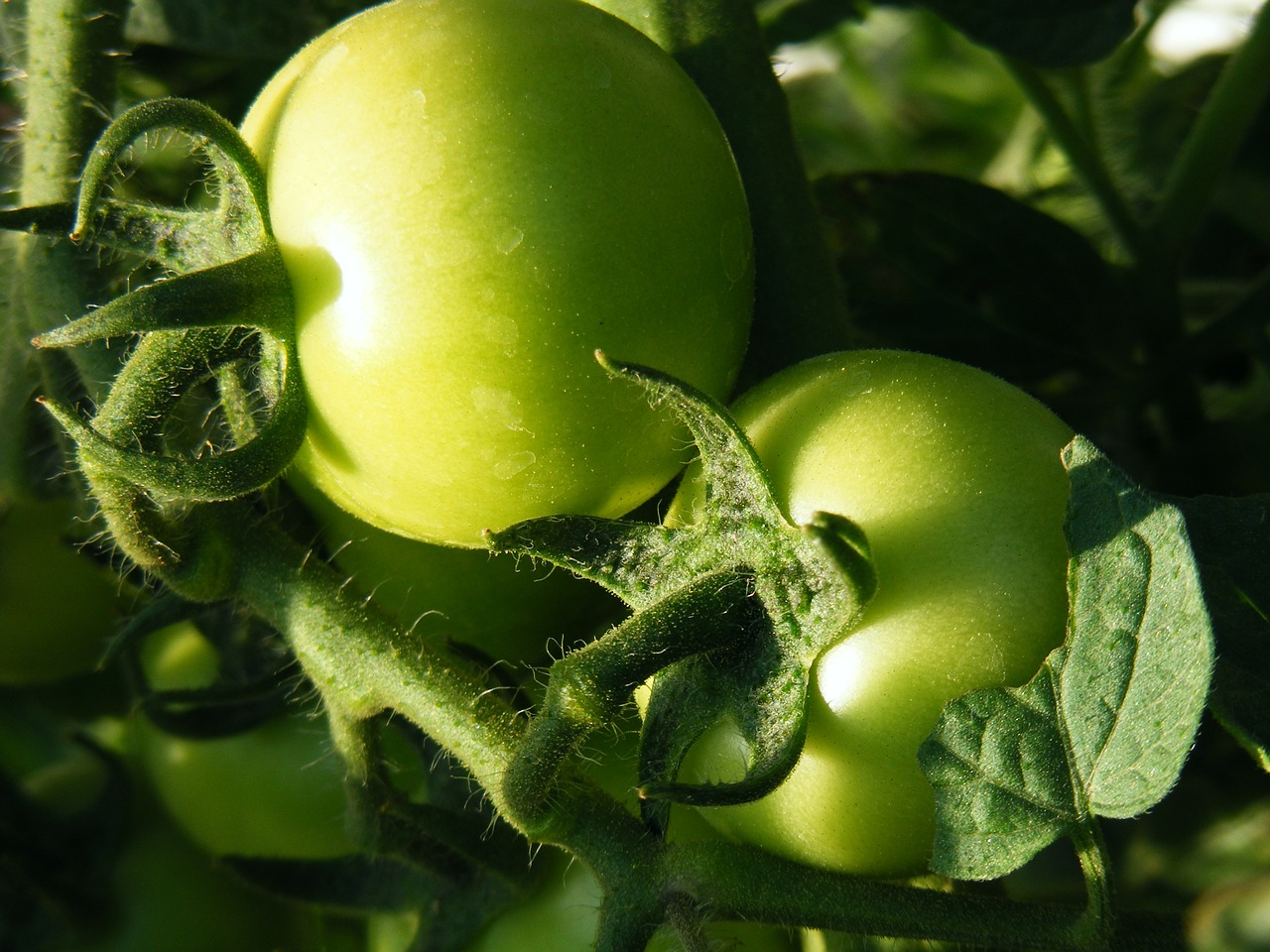 tomato raw green tomato free photo