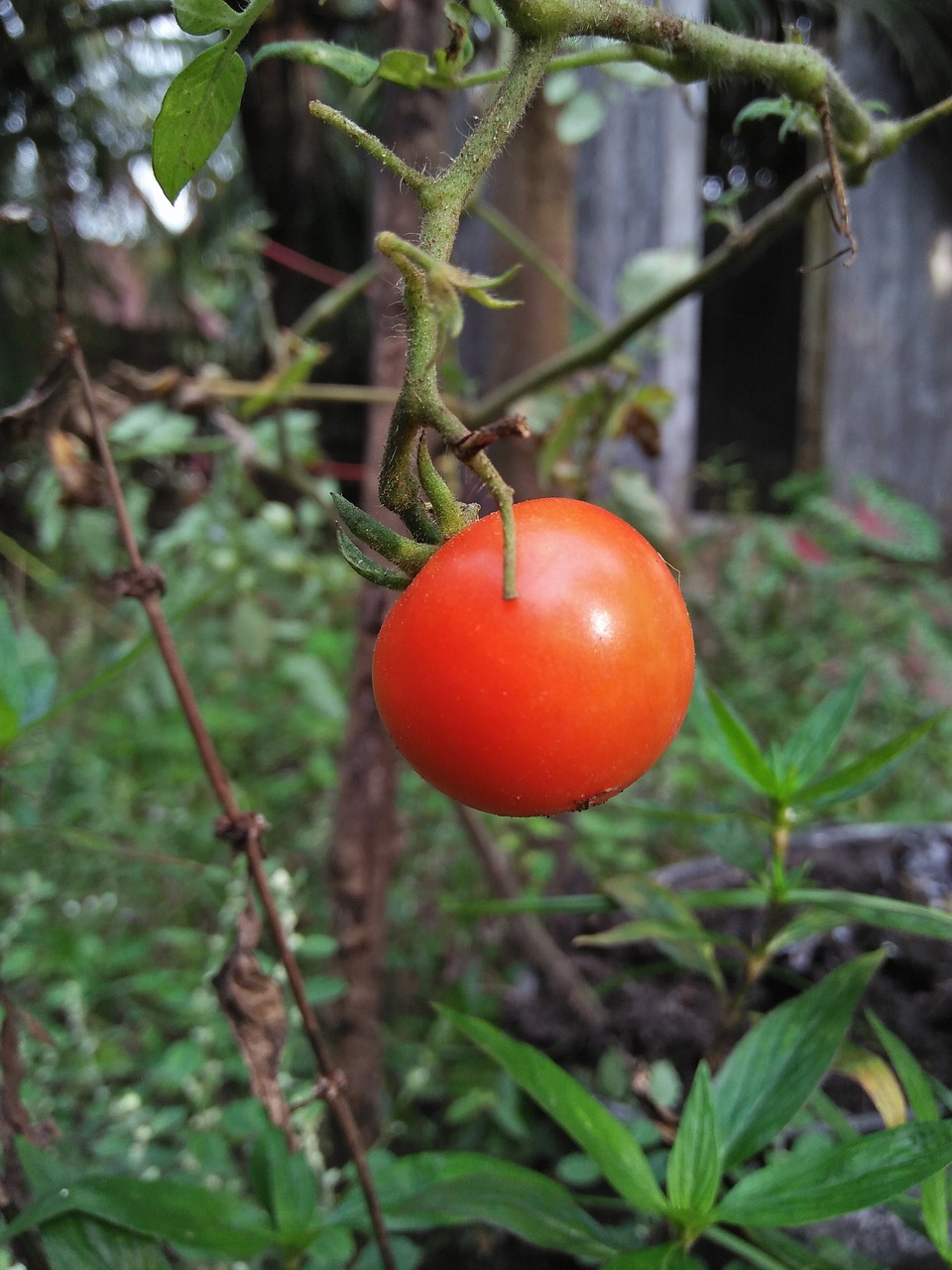 tomato fruit unique free photo
