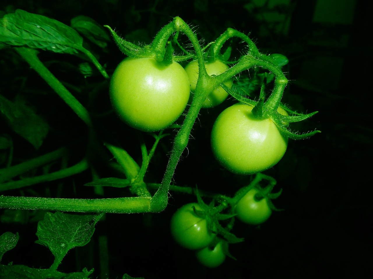Плод томата