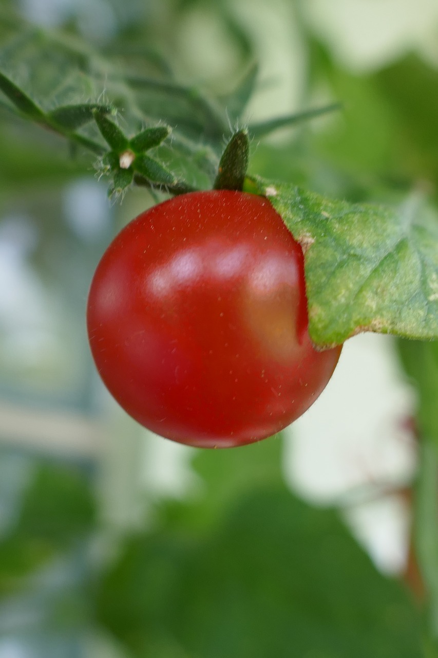 tomato  vegetables free pictures free photo