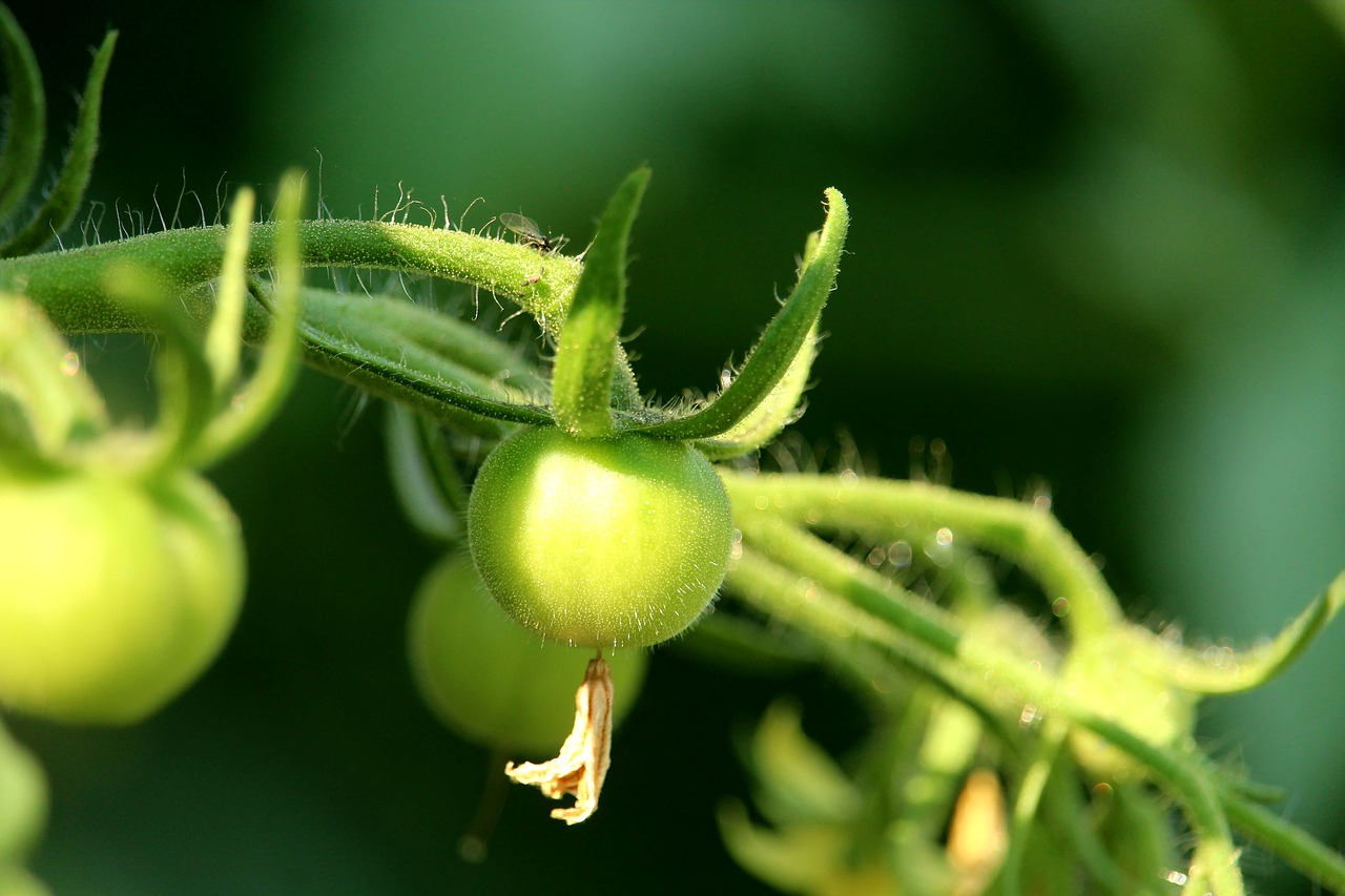 tomato  immature  green free photo