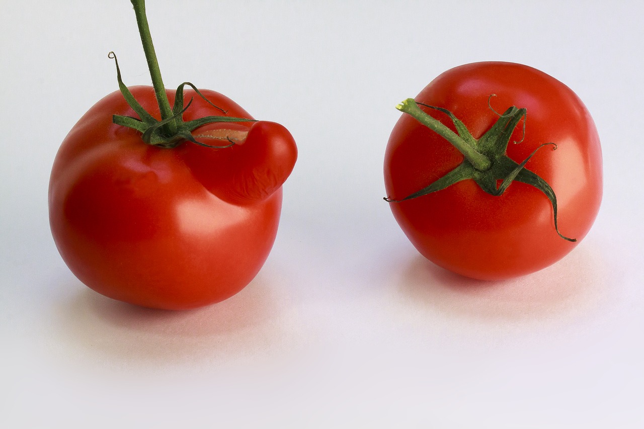tomato  red  vegetables free photo