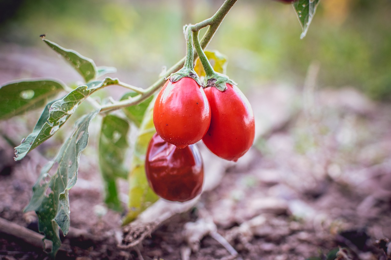 tomato  cerrado  fruit free photo