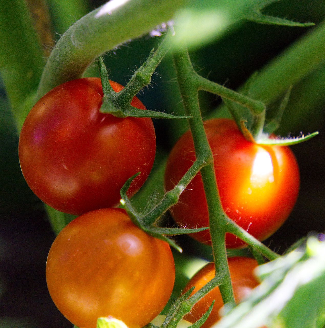 tomato  ripe  mature free photo