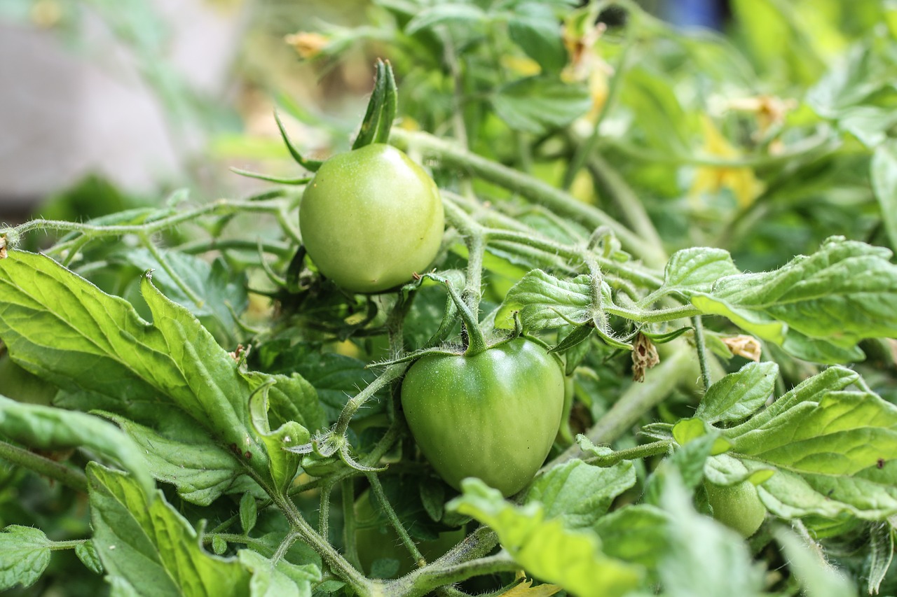 tomato  green  growing free photo