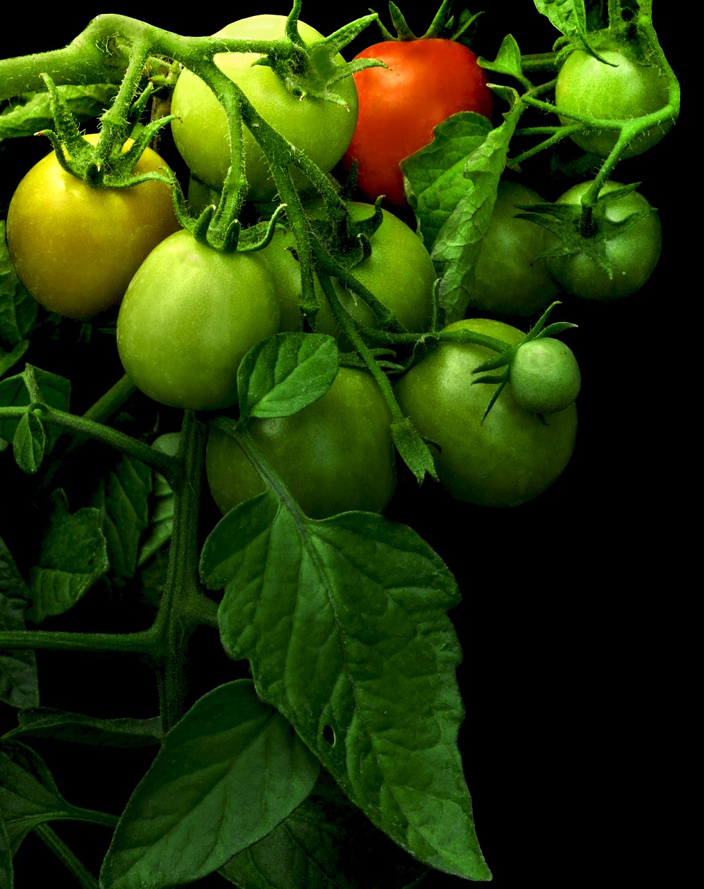 tomato  maturing  green tomato free photo