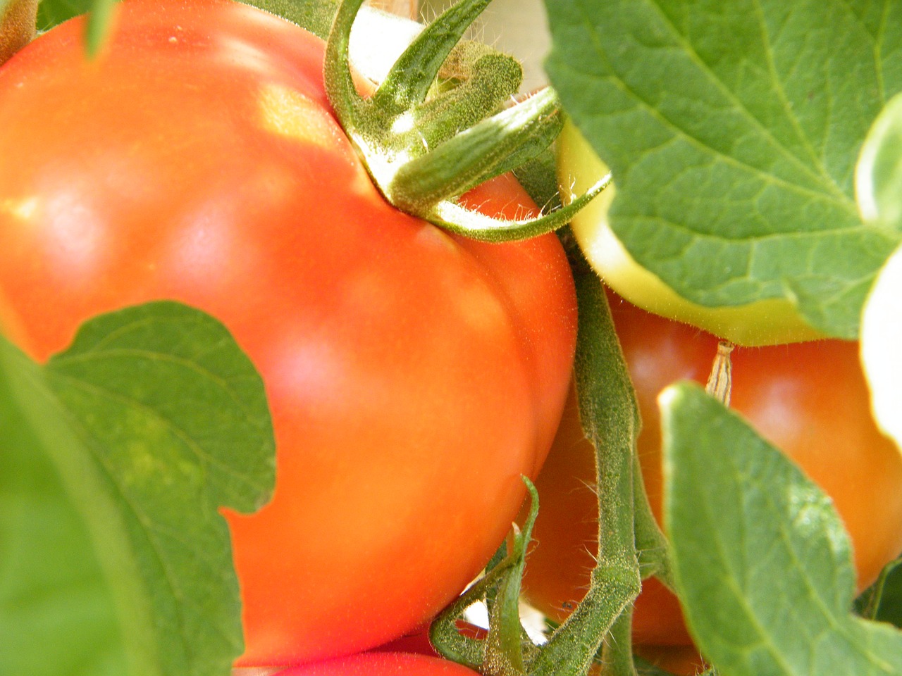 tomato  red  vegetables free photo