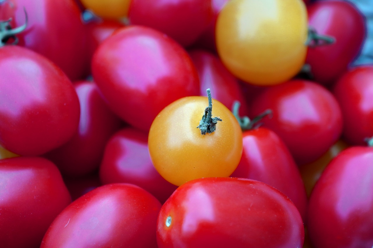 tomato  plant  nature free photo