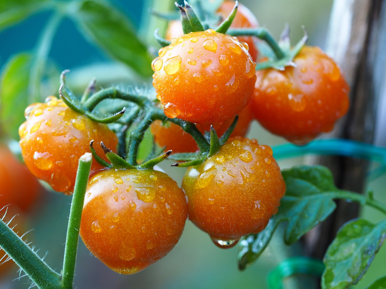 tomato  vegetables  regional free photo