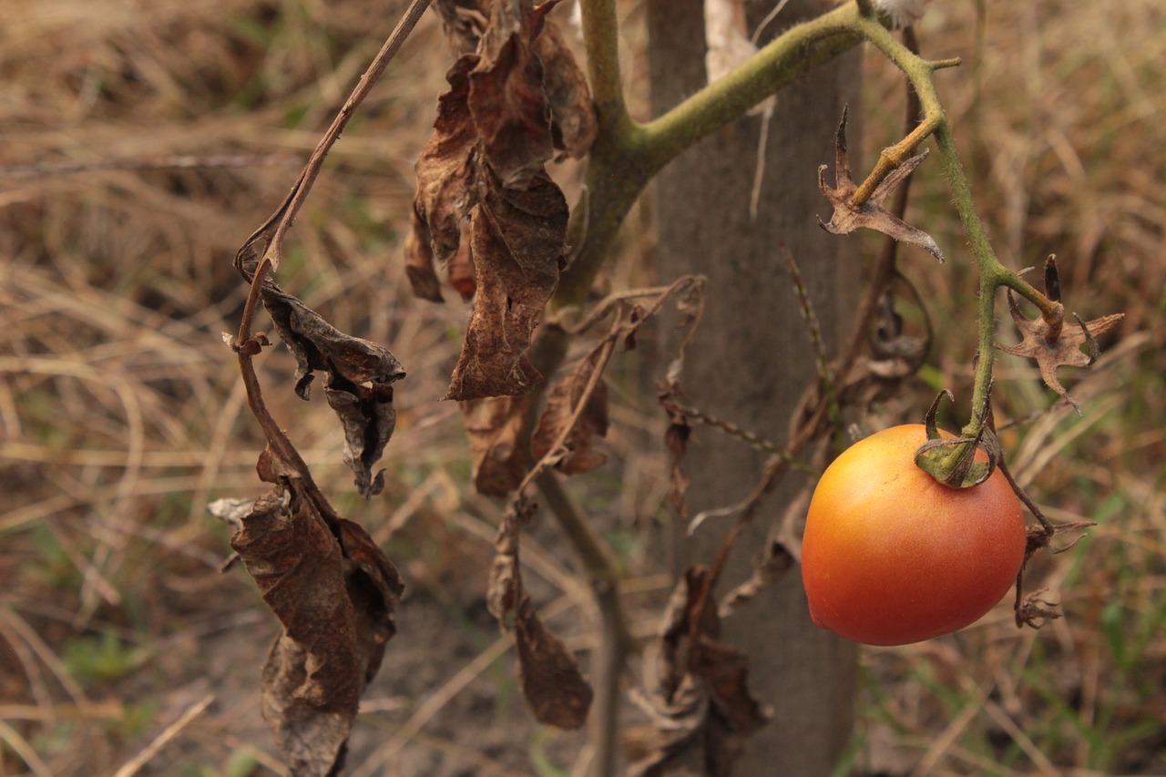 tomato  crop failure  vegetables free photo