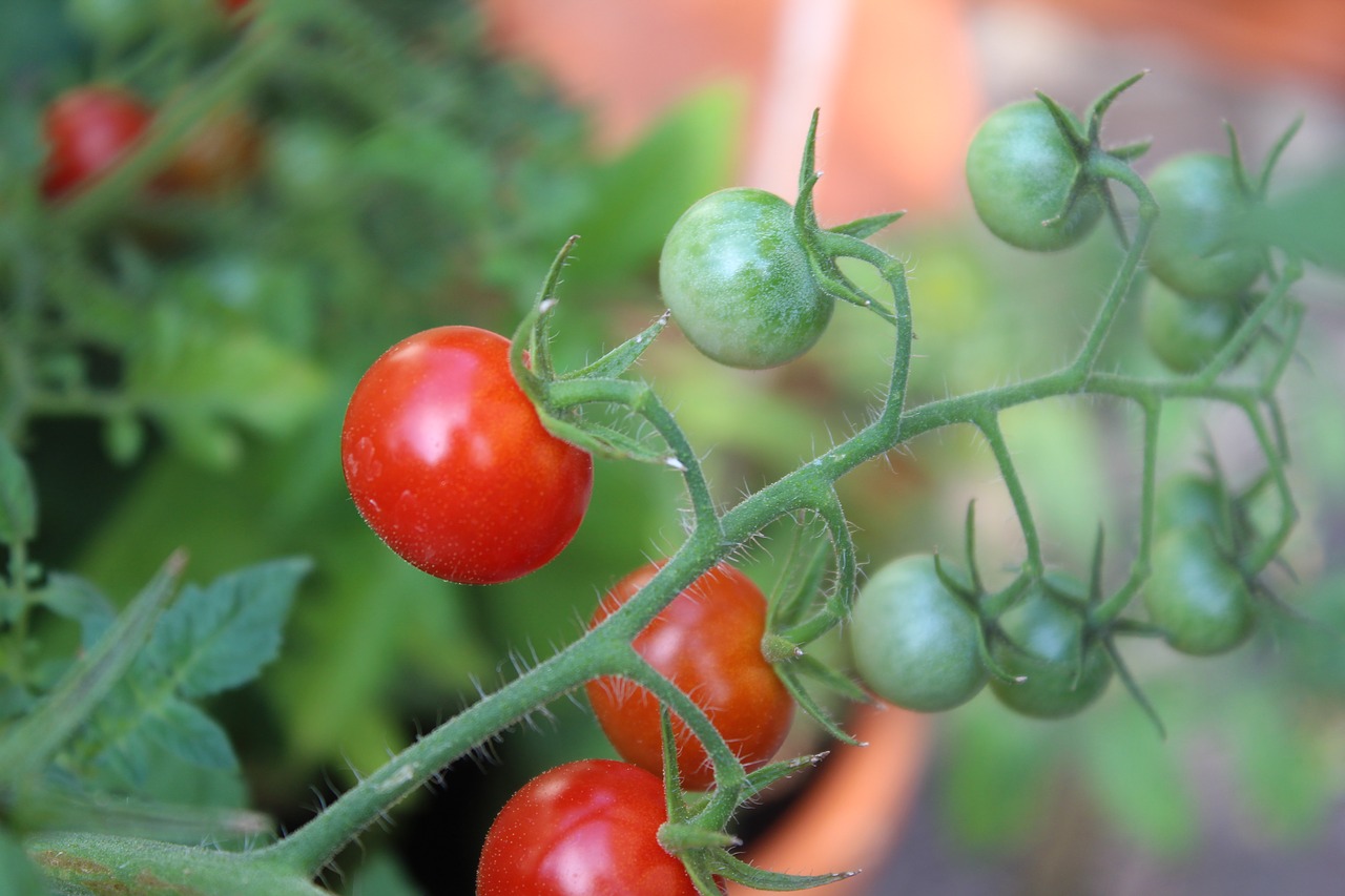 tomato  vegetables  garden free photo