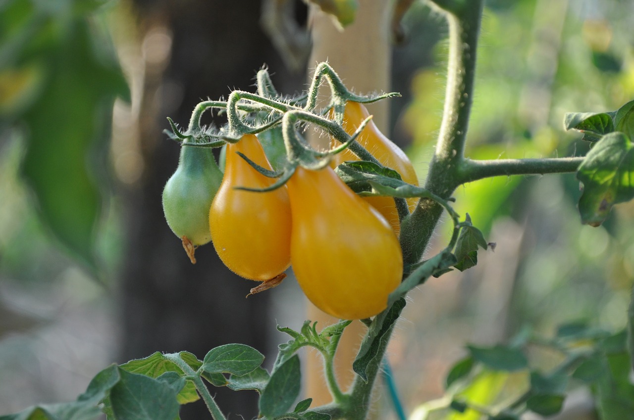 tomato  tomato yellow  food free photo