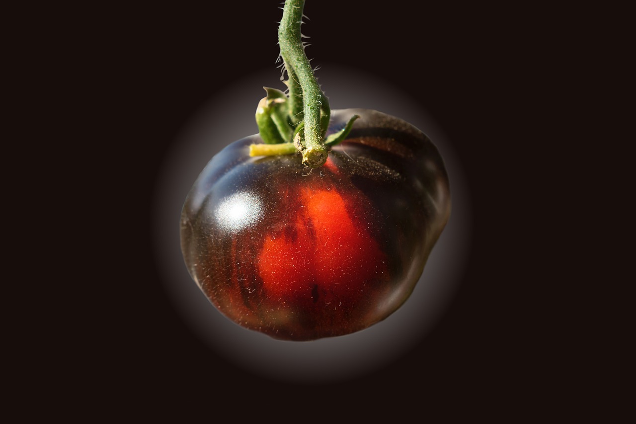 tomato  black tomato  vegetables free photo