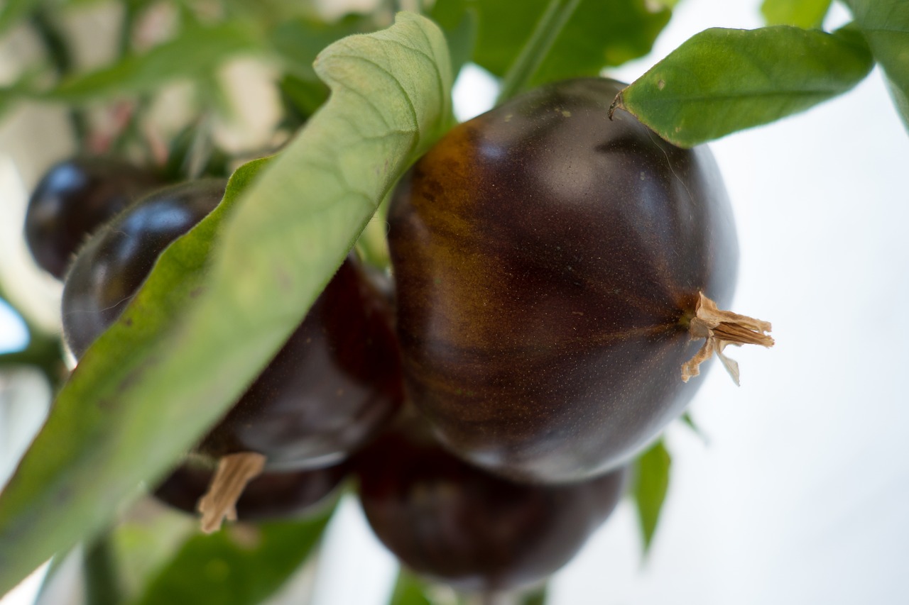 tomato  black tomato  vegetables free photo