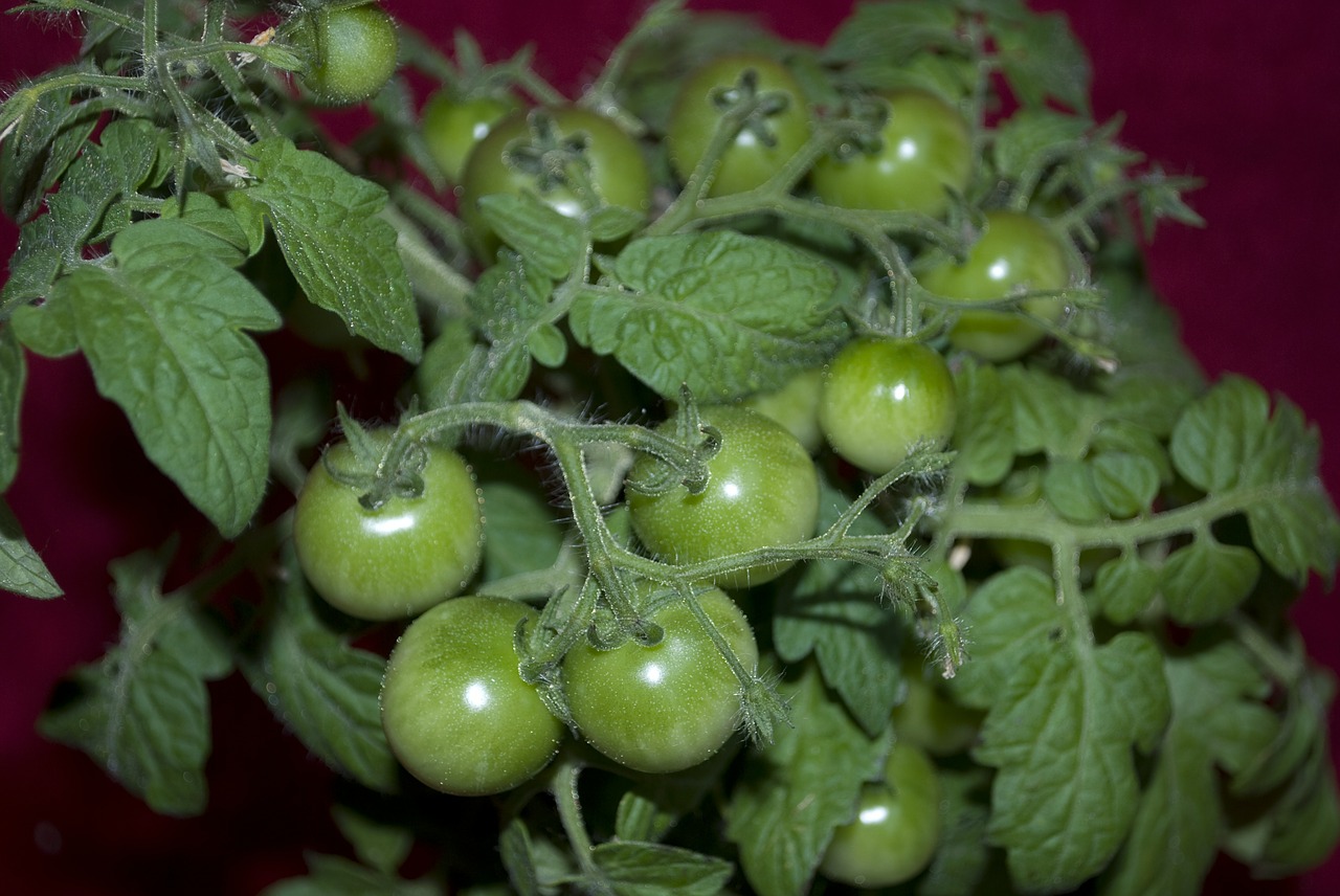 tomato plant nature free photo