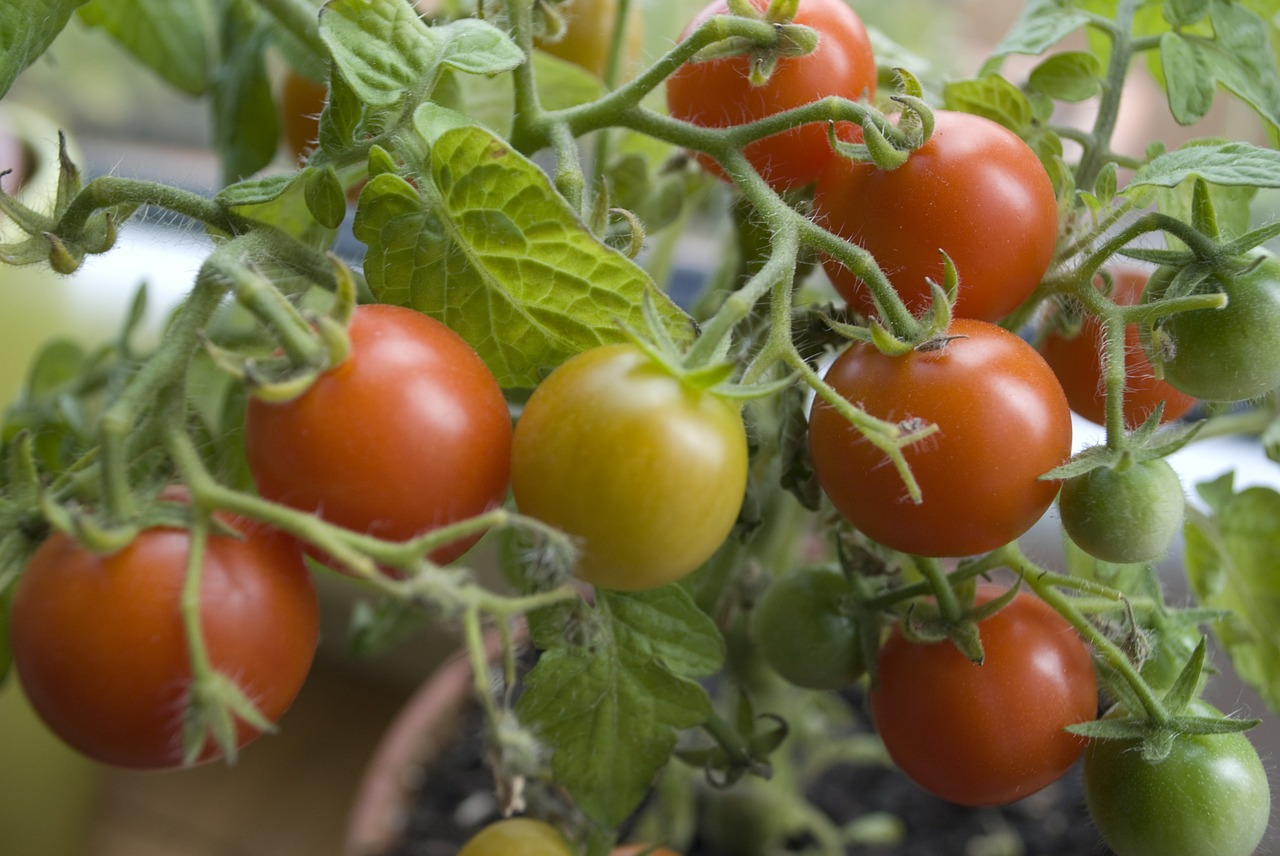 tomato plant nature free photo