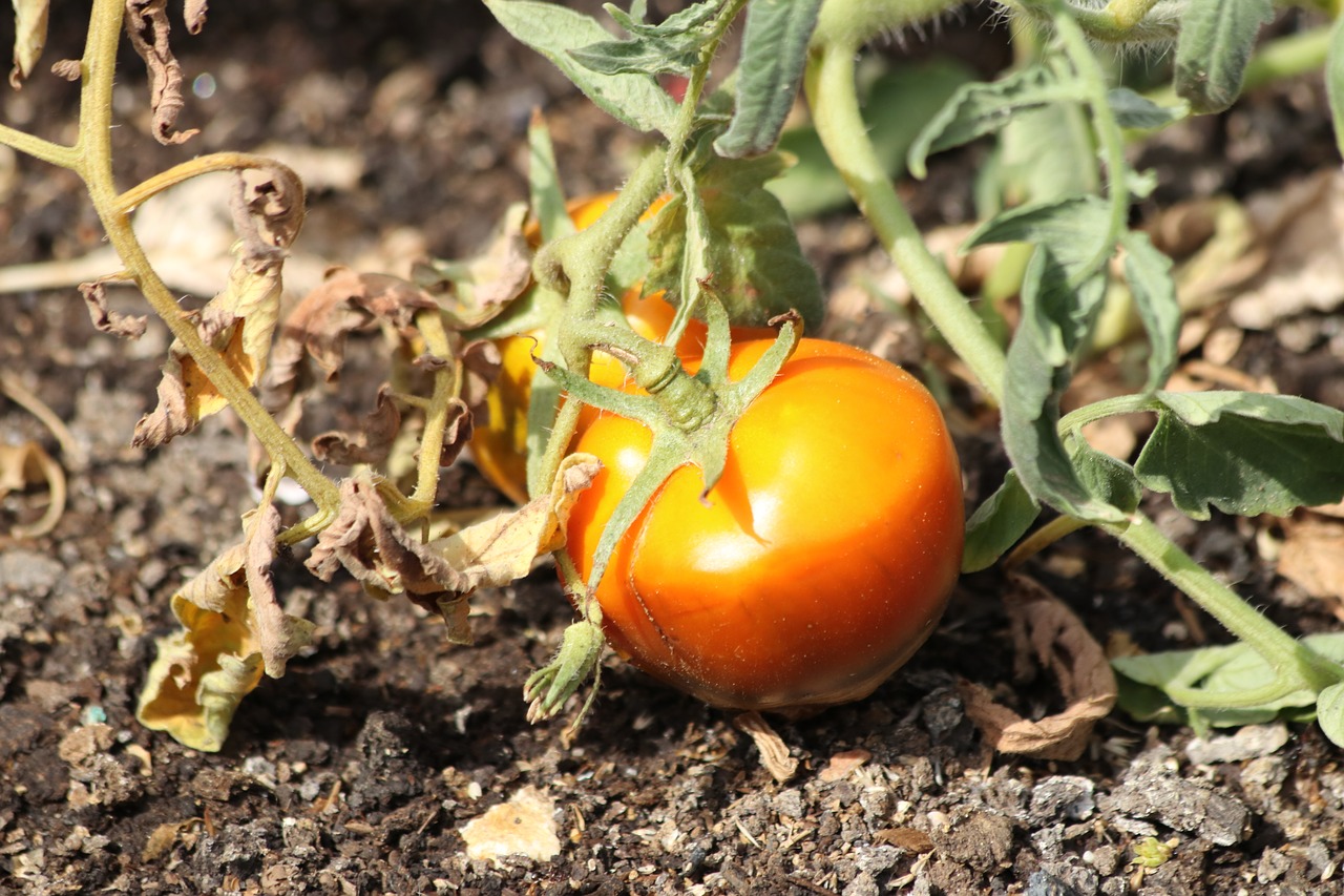 tomato  why  field free photo