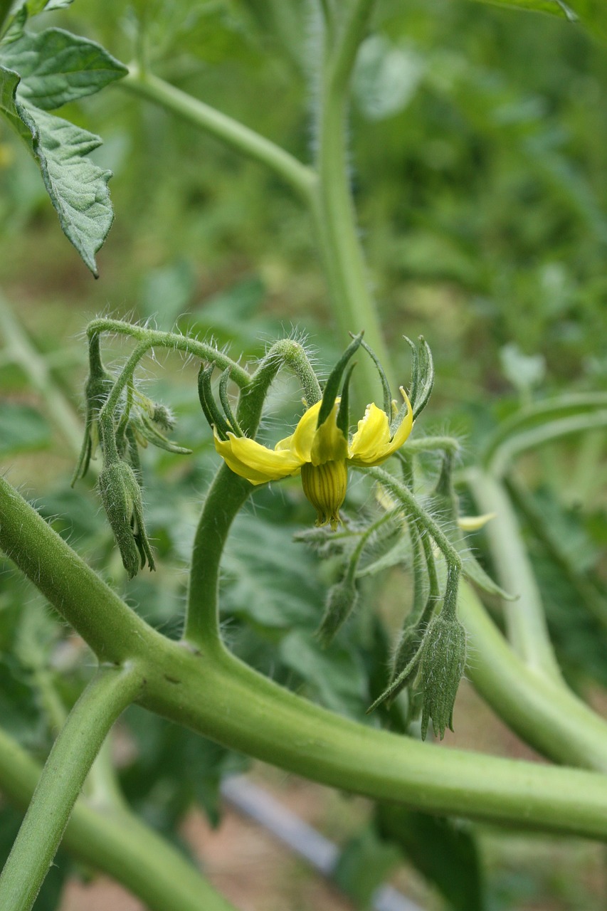 tomato tomato flower sprout free photo