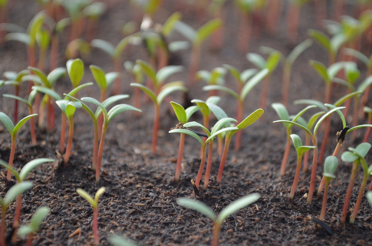 tomato  shoots  the sapling free photo