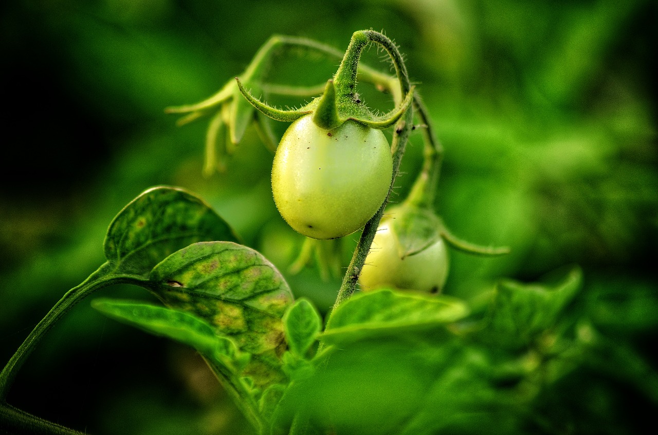 tomato  vegetable  green free photo