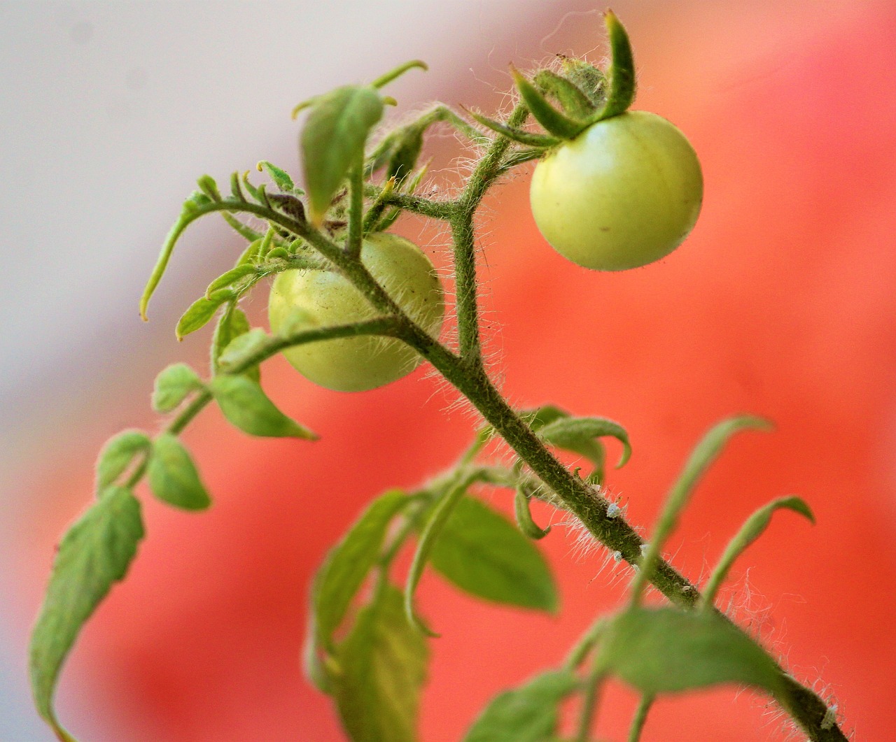 tomato  cherry tomato  unripened free photo
