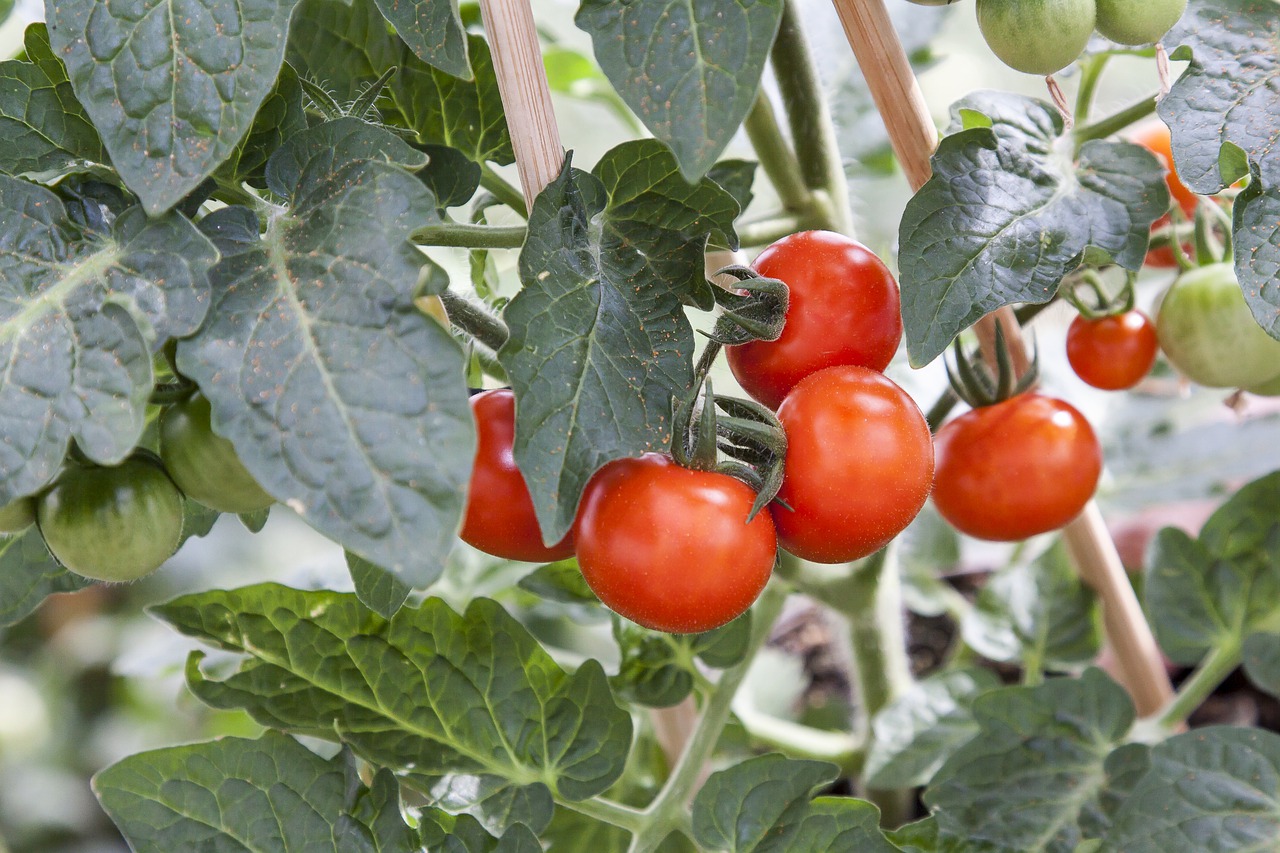 tomato  solanum  greenhouse free photo