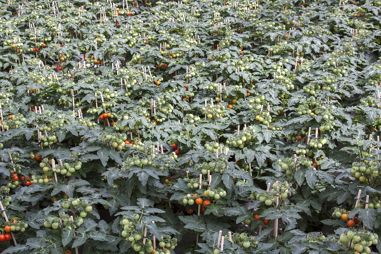 tomato  solanum  greenhouse free photo