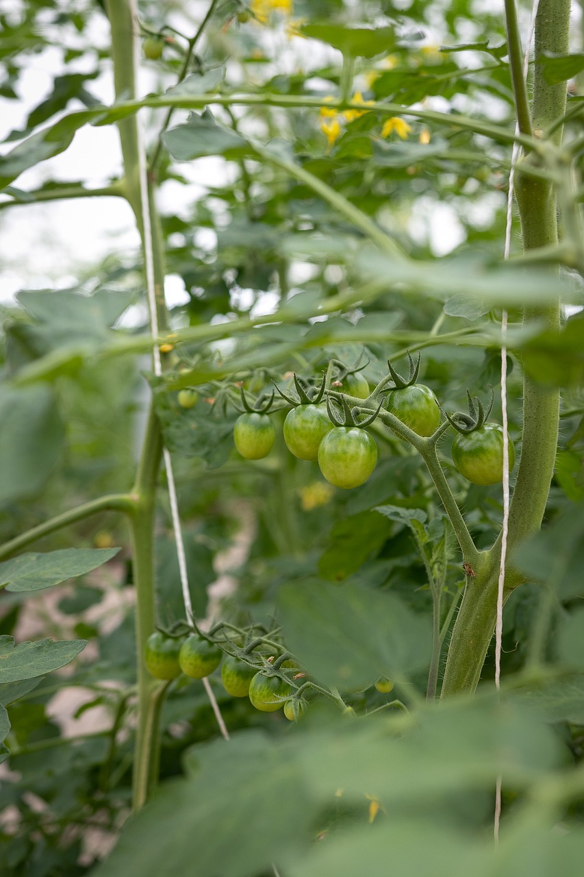 tomato  green  vegetable free photo