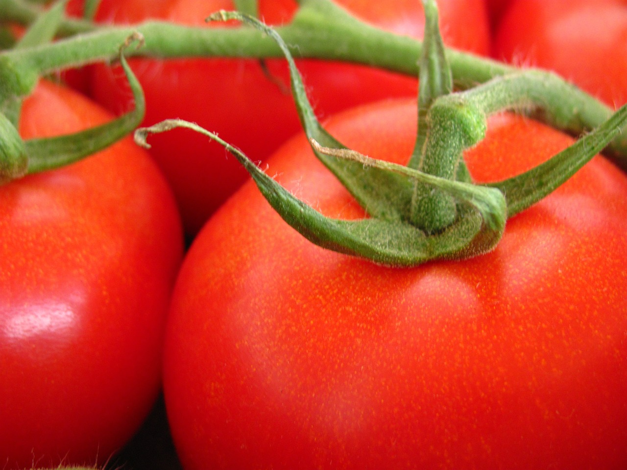 tomato garden nature free photo