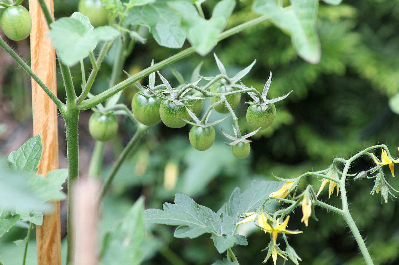 tomato  the cultivation of  garden free photo