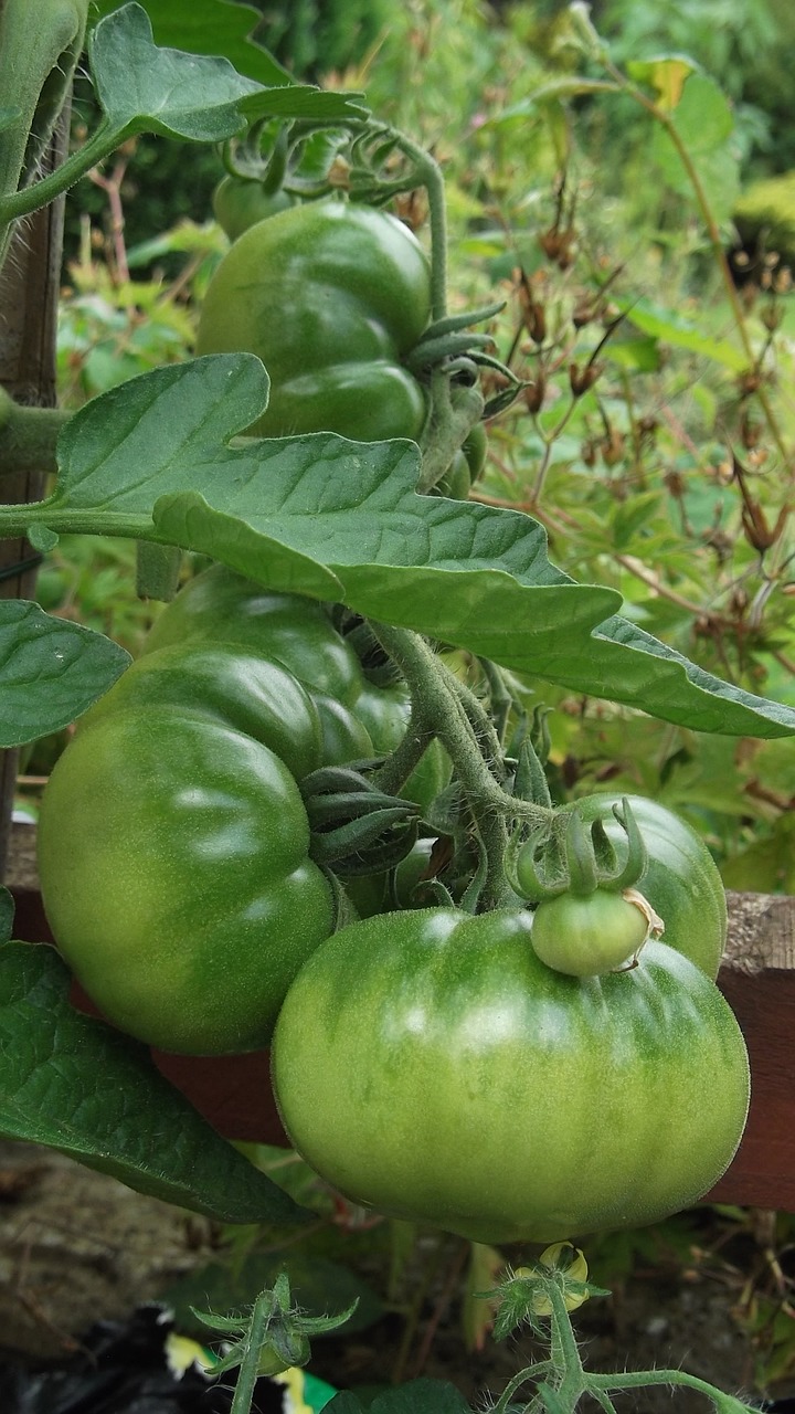 tomato growing vegetable free photo