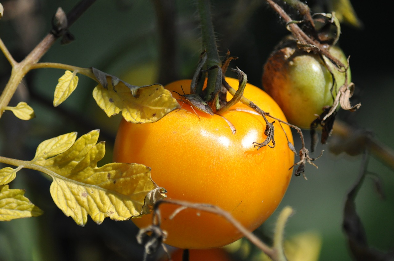 tomato garden autumn free photo