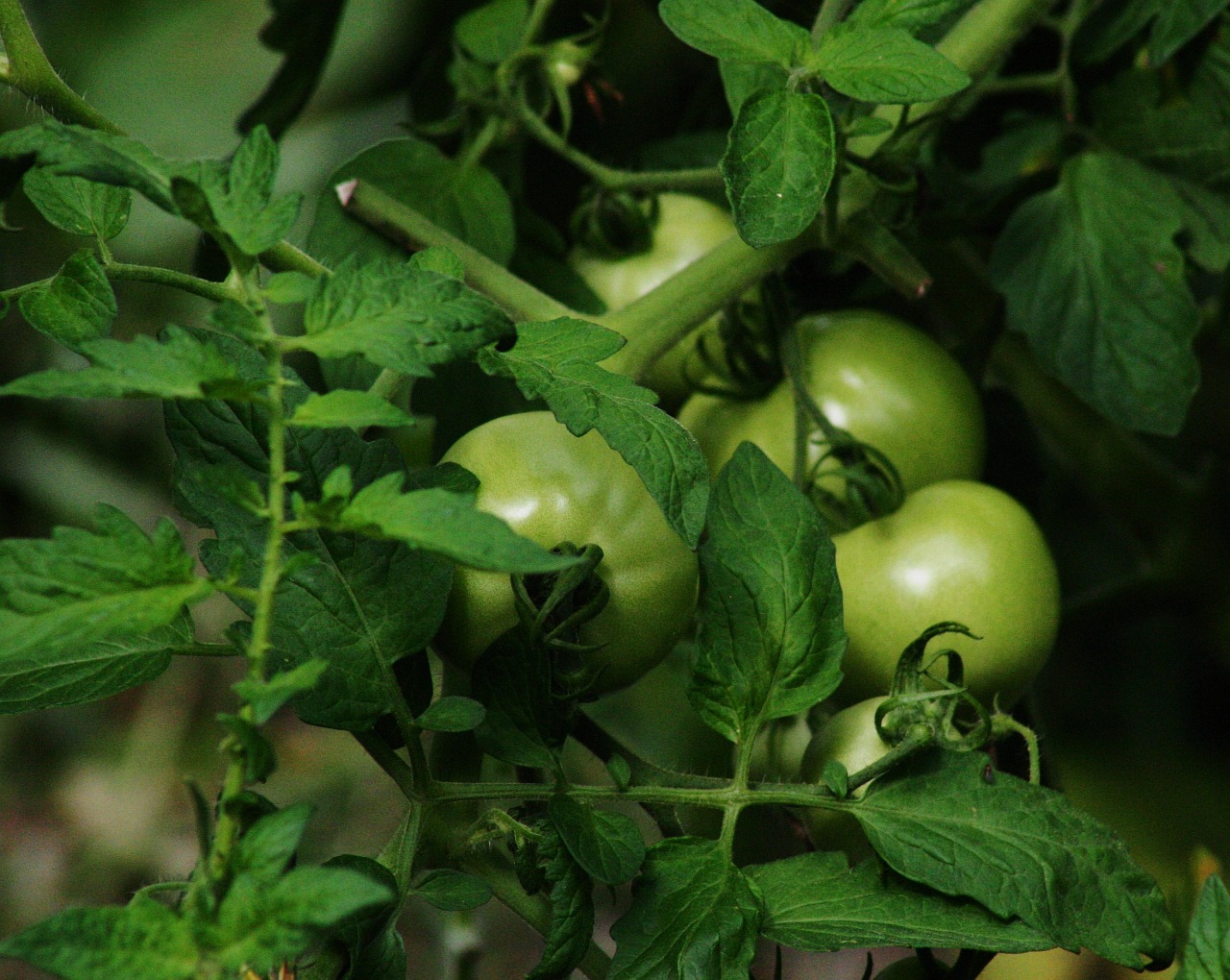 tomato green food free photo