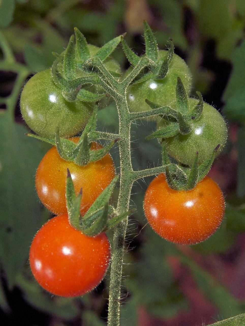 tomato red cherry free photo