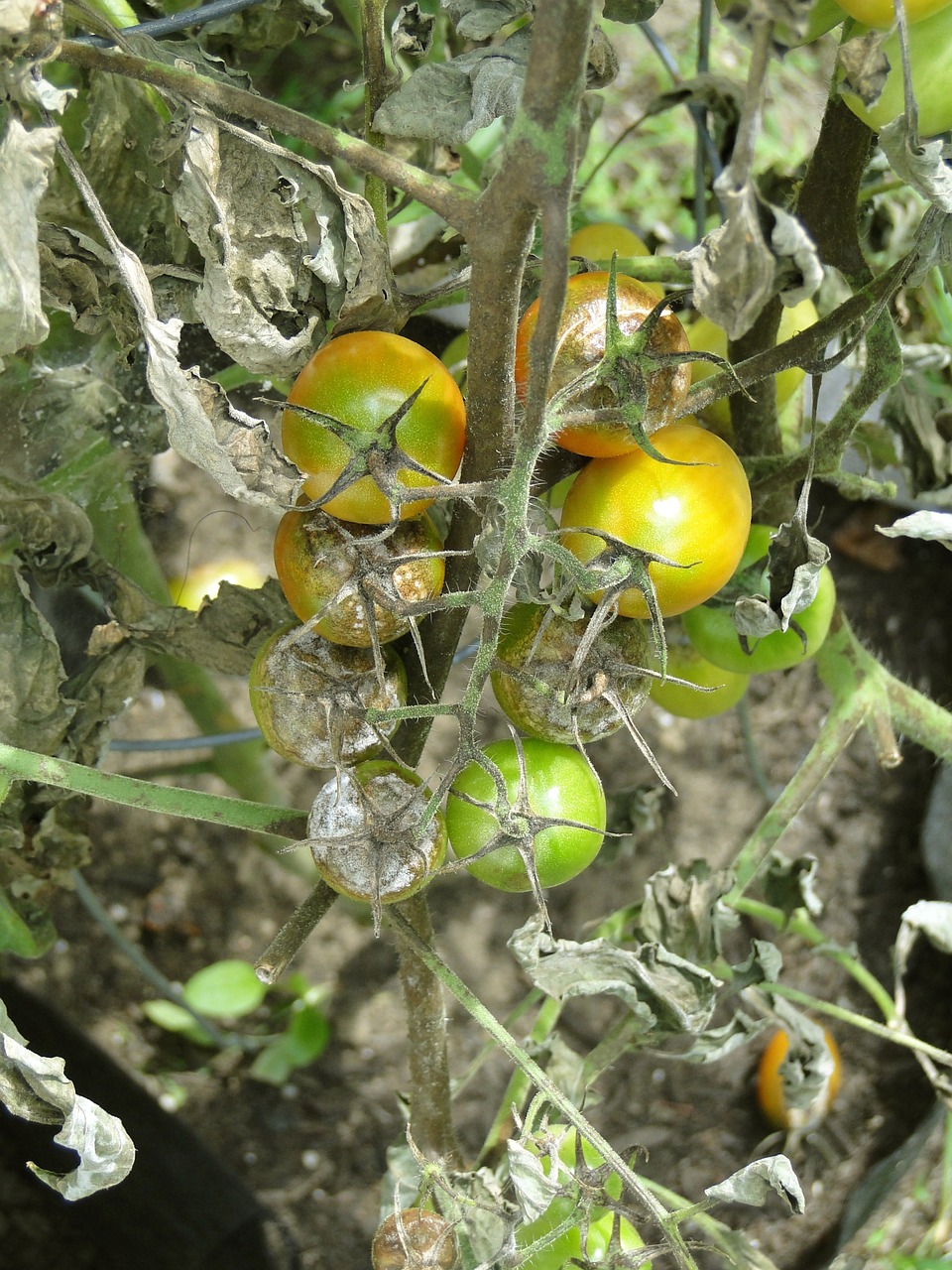 tomato blight disease free photo