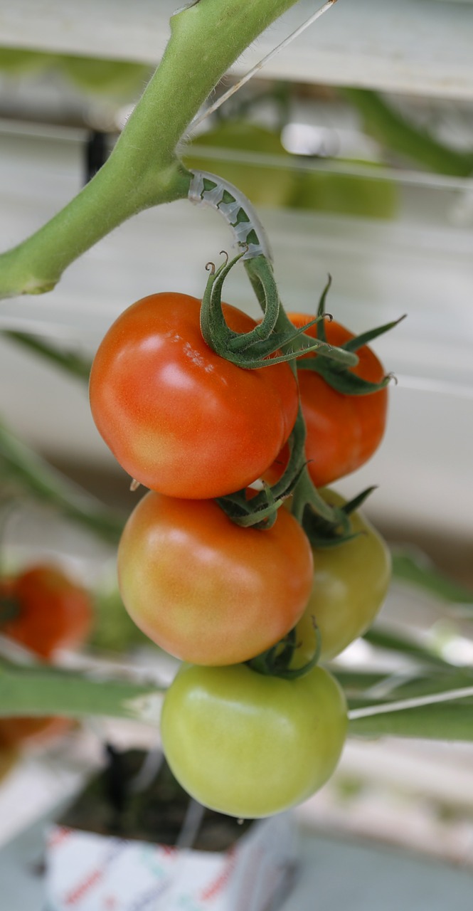 tomato cherry tomato greenhouse free photo