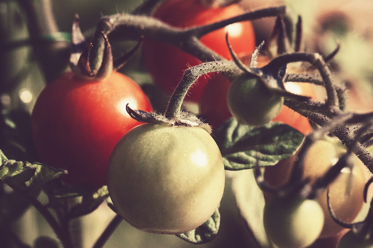 tomato tomatoes plant free photo