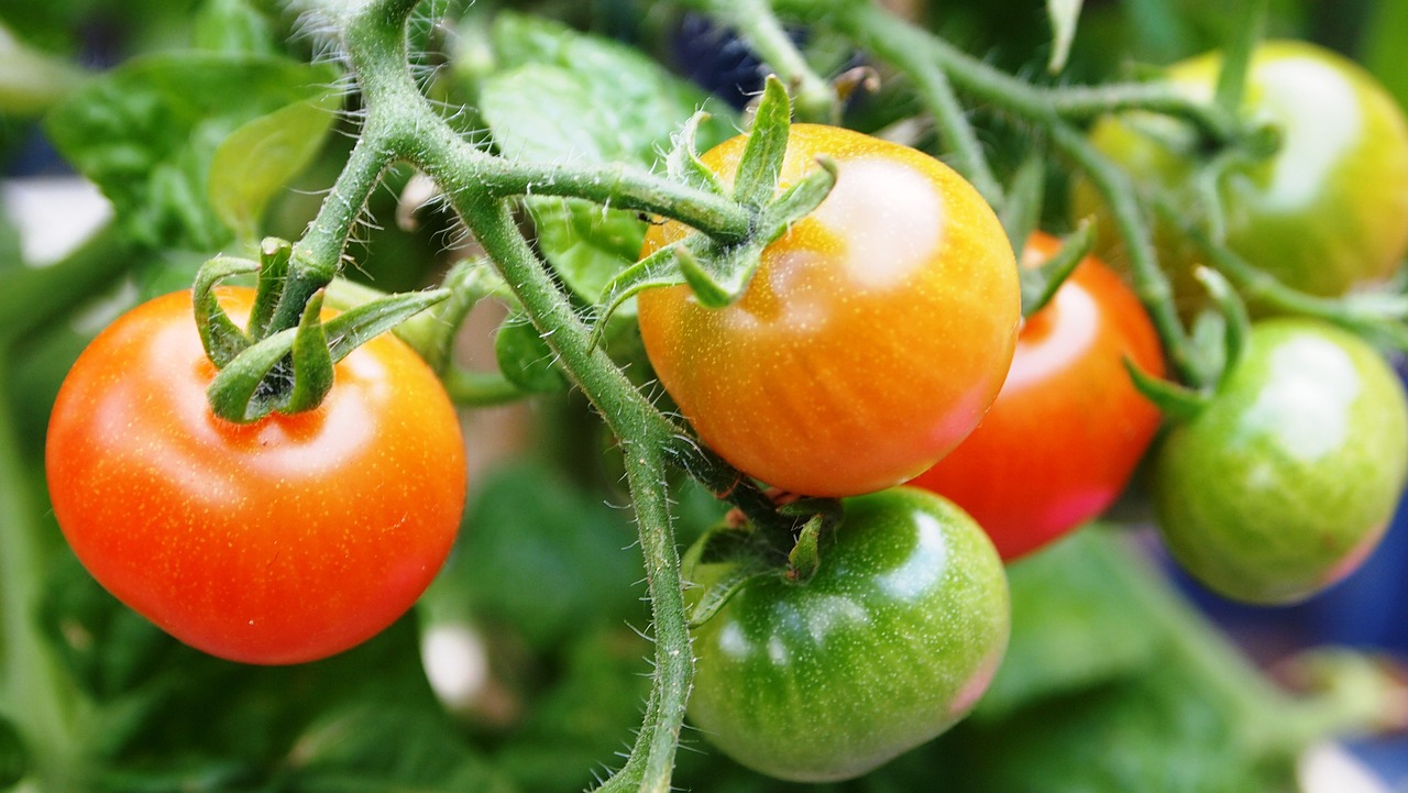 tomato fruit plant free photo