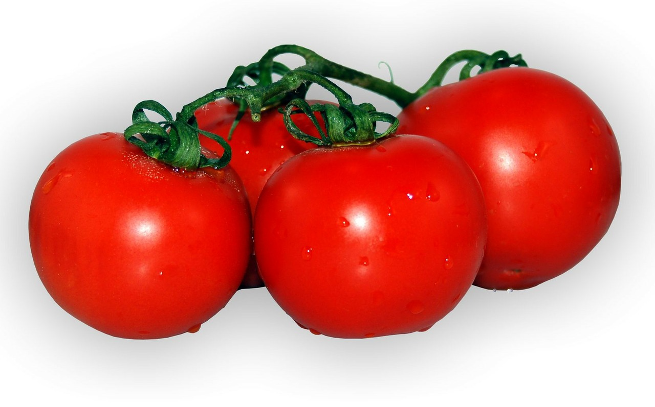 tomato plant red free photo